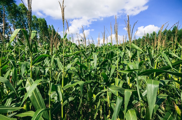 Maisfeldansicht der Landwirtschaft