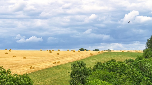 Maisfelder, auf denen nach der Ernte Strohballen liegen bleiben. Weizen wurde geerntet