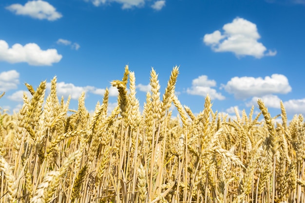 Maisfeldlandwirtschaft mit blauem bewölktem Himmel im Sommer