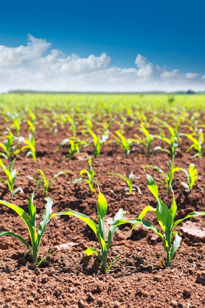 Maisfeldsprösslinge in den Reihen in der Kalifornien-Landwirtschaft