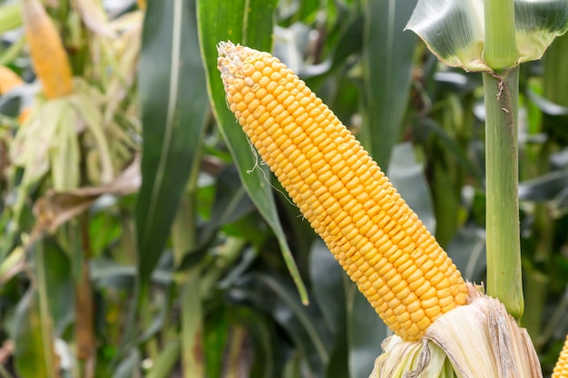 Maiskolben auf dem Gebiet der Landwirtschaft