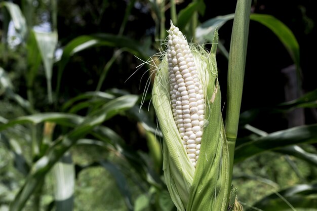 Maiskolben auf einem Feld im Sommer