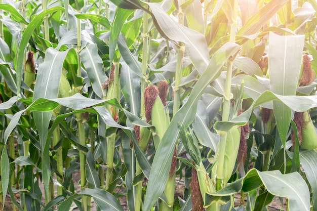 Maiskolben auf Landwirtschaft Feld