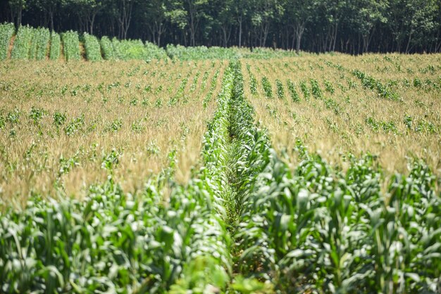 Maiskolben auf Maisfeld in der Plantage