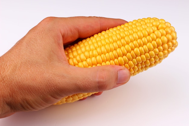 Maiskolben in der Hand auf einer weißen Oberfläche