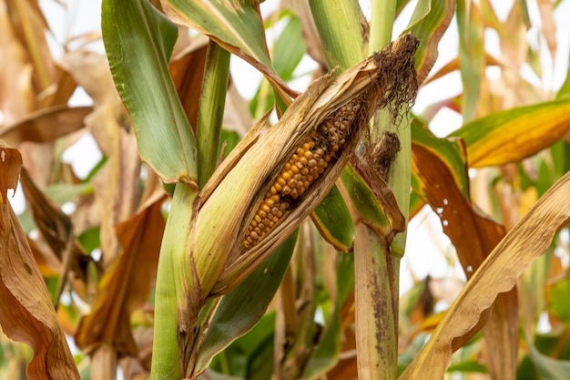 Maiskolben mit schädling auf plantage.