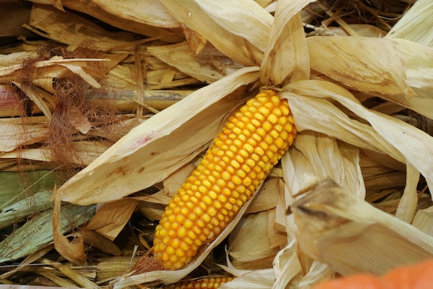 Maiskolben mit trockenen Maishülsen. Lebensmittel- und Landwirtschaftskonzept.