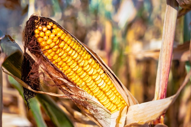 Maiskolben saftig reifer Mais im Feld Nahaufnahme. Die wichtigste landwirtschaftliche Nutzpflanze der Welt. Maisernte. Anbau von Nahrungsmitteln. Eine reiche Ernte.