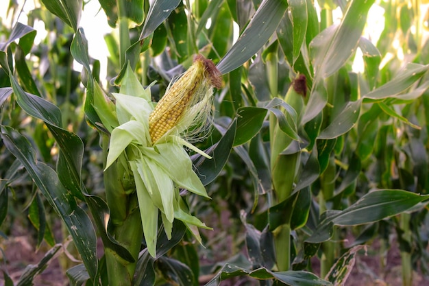 Maiskolben wachsen auf Pflanze in der Provinz Buenos Aires in Argentinien