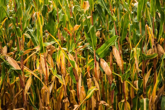 Maiskorn auf dem Feld Braune und grüne Blätter Herbstzeit