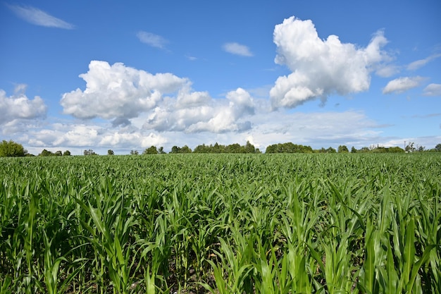 Maiskulturen in einem landwirtschaftlichen Bereich