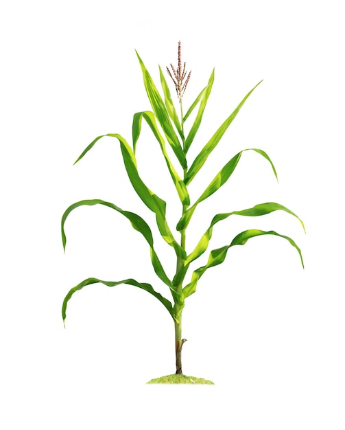 Maispflanze isoliert auf weißem Hintergrund mit Beschneidungspfaden für die Gartengestaltung