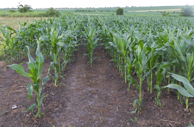 Maisplantage im Feld, die im Hochsommer kräftig wächst