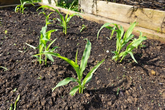 Maiss im Garten im Hinterhof anpflanzen Maiss an erhöhten Betten Maiss zu Hause anbauen