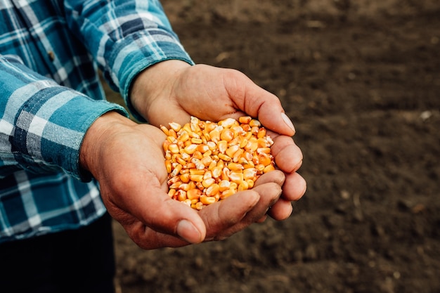 Maissamen in der Hand des Bauern. Maissamen in Bauernhänden, Landwirtschaft.