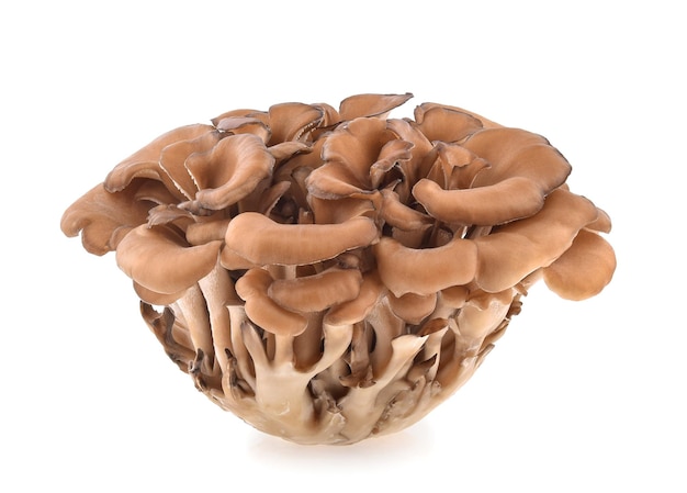 Maitake-Pilze isoliert auf weißem Hintergrund
