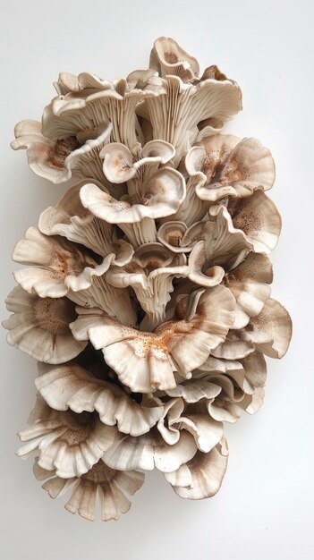 Maitake-Pilze