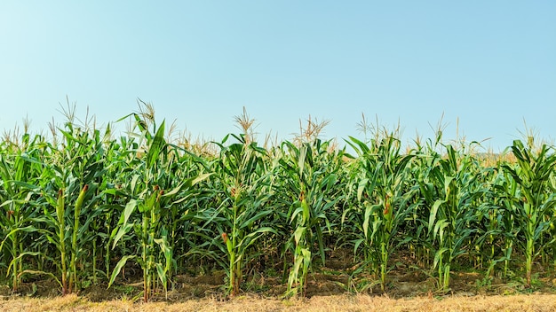 Maíz agrícola en día soleado