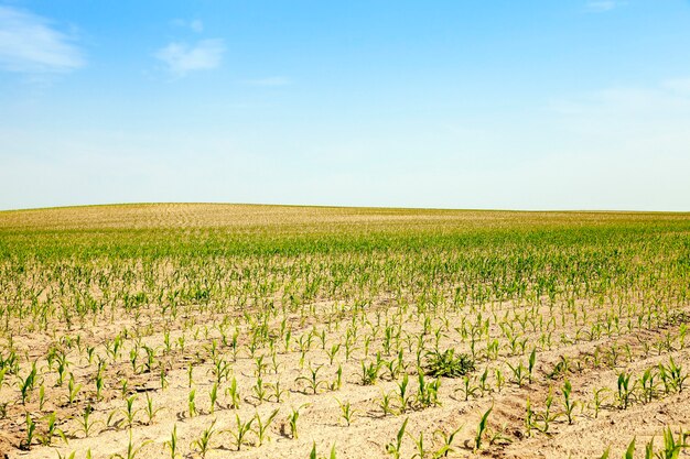 Maíz en el campo agrícola, maíz verde inmaduro, verano