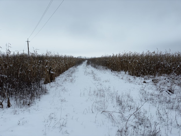 Maíz de campo de invierno en el pueblo