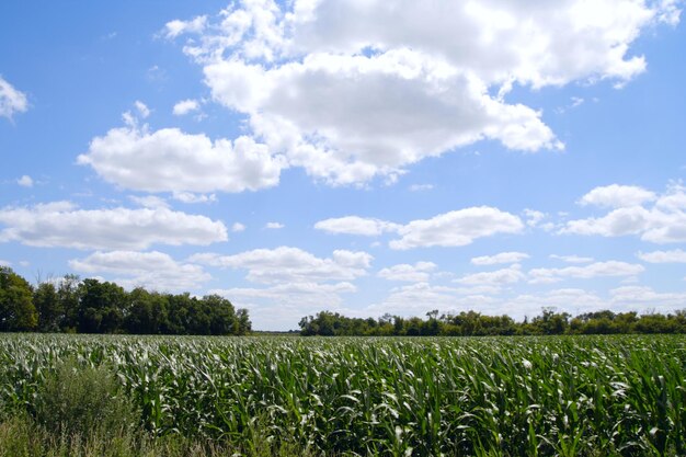 El maíz de campo