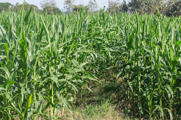 Maíz en el campo