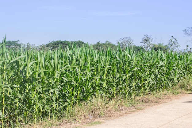 Maíz en el campo