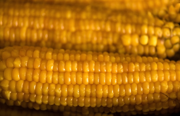 Maíz cocido. Fondo de alimentos