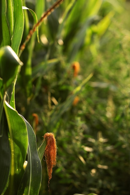 El maíz crece en el jardín Agricultura agronomía industria