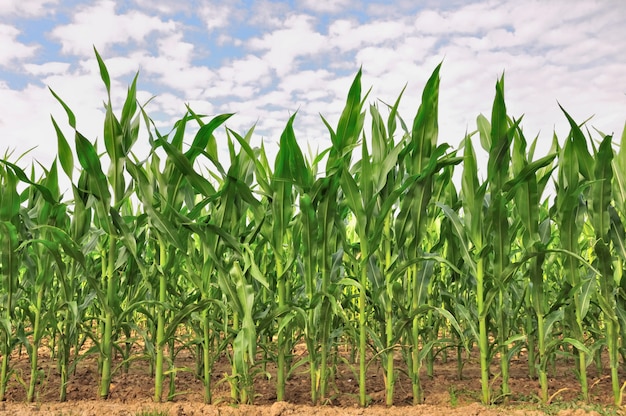 Maíz creciendo en un campo bajo cielo nublado