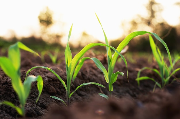 El maíz cultivado en las granjas de los agricultores está creciendo. Hay una luz solar suave por la noche.