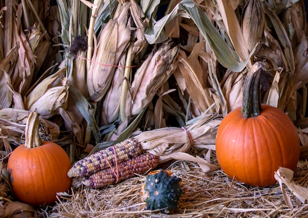 Maíz dorado de otoño y calabaza