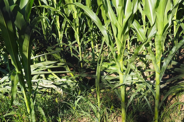 El maíz es una planta herbácea anual alta Cultivo de granos Cultivo de maíz en el campo a la hora dorada de la tarde en el verano Serbia El problema del hambre y los alimentos Agricultura Campo de maíz y cielo azul