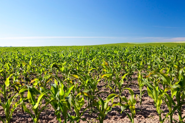 El maíz está completamente sembrado en el campo agrícola.