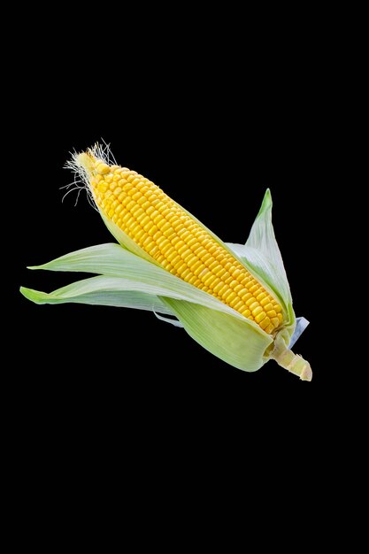 Maíz de fondo negro de maíz de alimento básico humano regordete magra