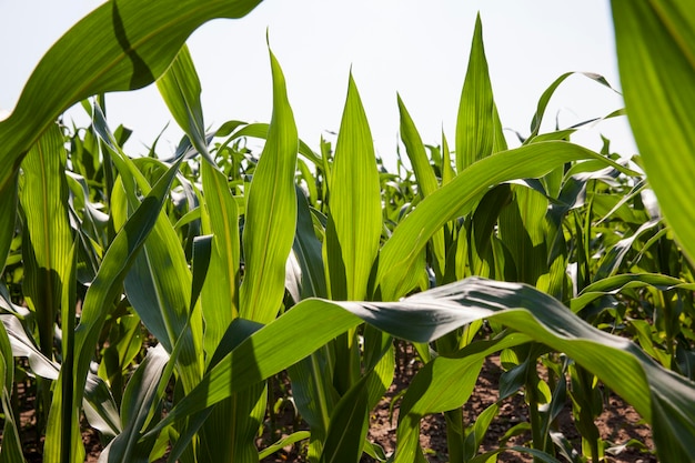 Maíz inmaduro verde joven en el campo