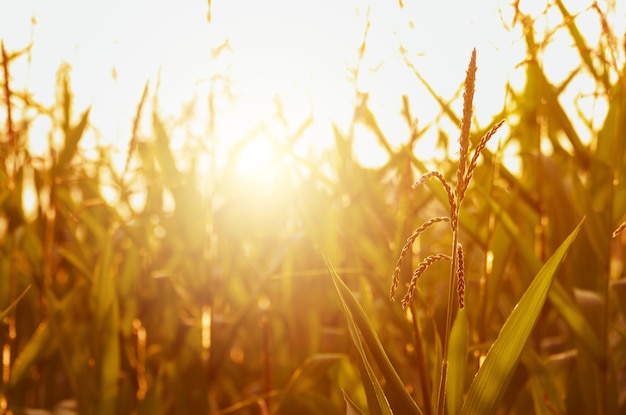 Maíz maíz campo verde horario de verano al atardecer Agricultura fondo industrial