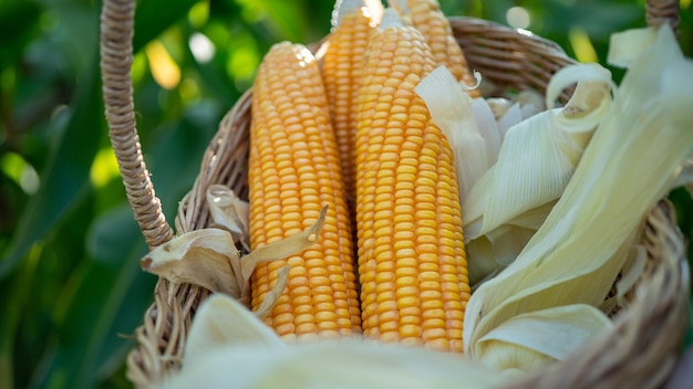 Maíz Maíz dulce en canasta Maíz colocado en una canasta Concepto de cosecha de agricultores