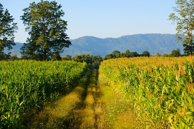 El maíz no se cultiva por completo en la granja, el campo y el camino del maíz.