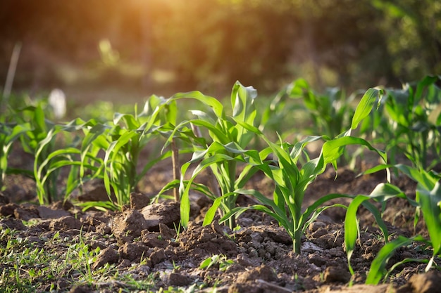 Maíz orgánico plantado en el jardín con luz solar brillante por la mañana