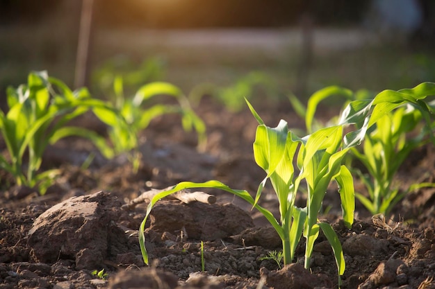 Maíz orgánico plantado en el jardín con luz solar brillante por la mañana