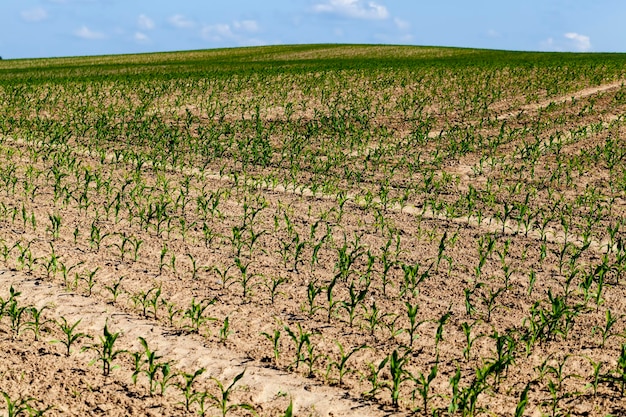 Maíz tierno verde en un campo agrícola en la temporada de primavera