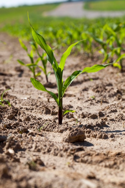 Maíz tierno verde en un campo agrícola