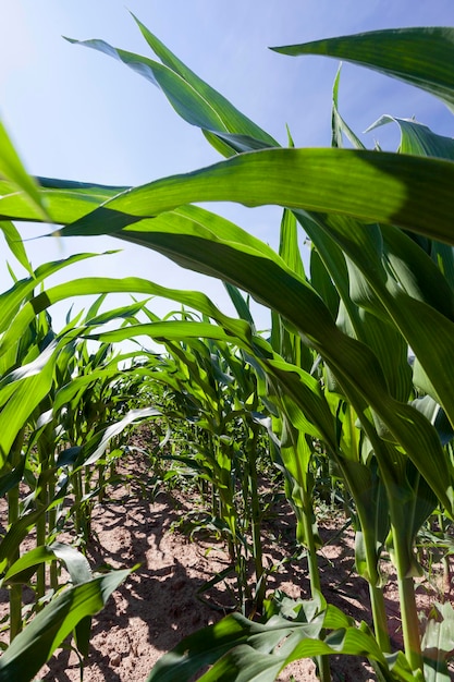 Maíz tierno verde en un campo agrícola