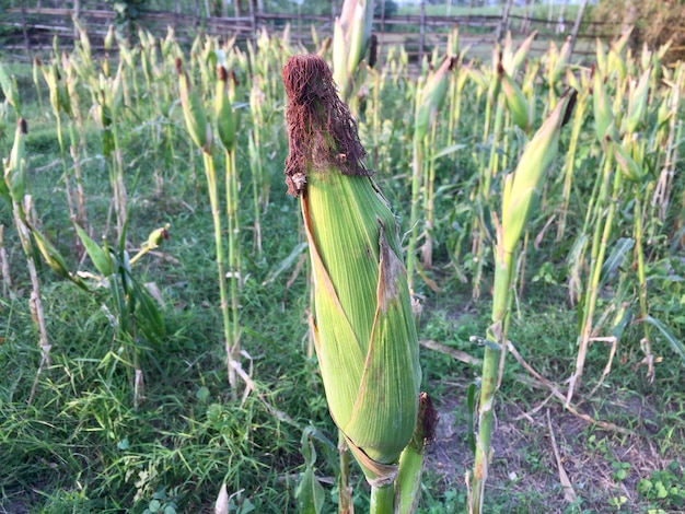 maíz todavía envuelto con fruta todavía unida a la mazorca en el tallo en un campo de maíz orgánico.