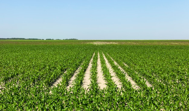 Foto maíz verde en el campo a finales de primavera y principios de otoño, el tamaño medio de los cultivados