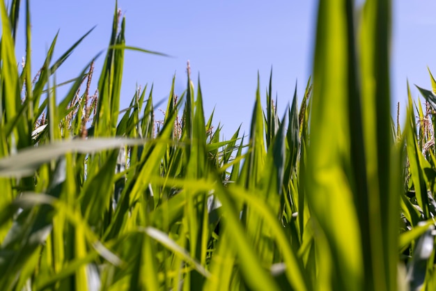 Maíz verde en un campo en la soleada temporada de verano