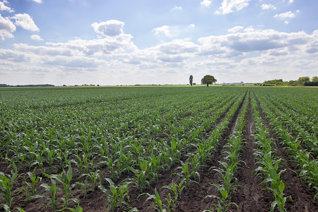 Maíz verde joven que crece en el campo. Plantas Jóvenes De Maíz.