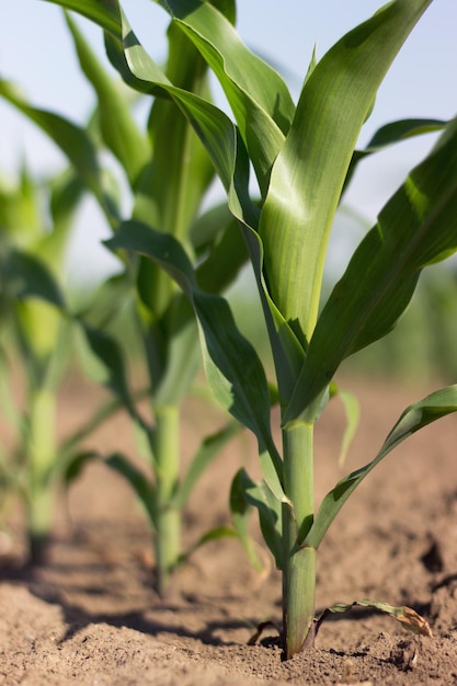 Foto maíz verde joven que crece en el campo, plantas de maíz joven