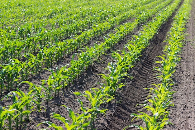 Maíz verde joven que crece en el campo. Plantas de maíz joven.